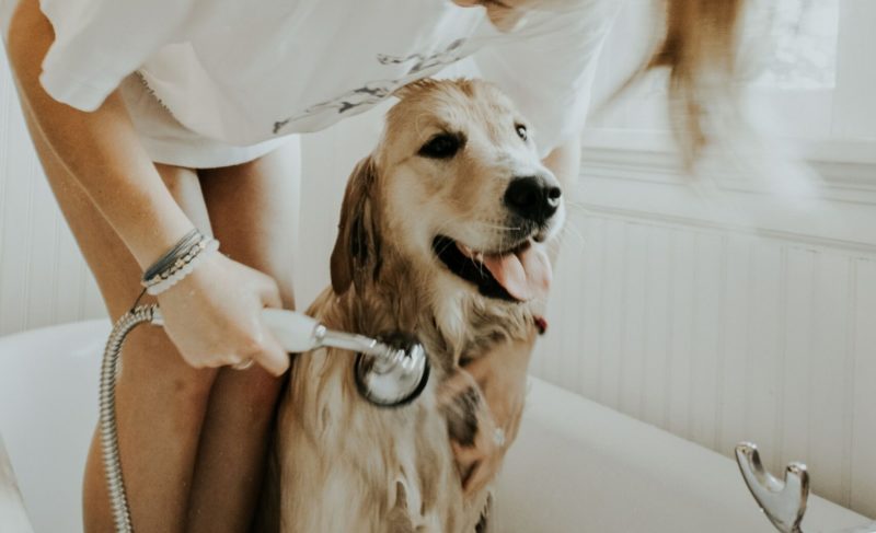 Dog taking a bath