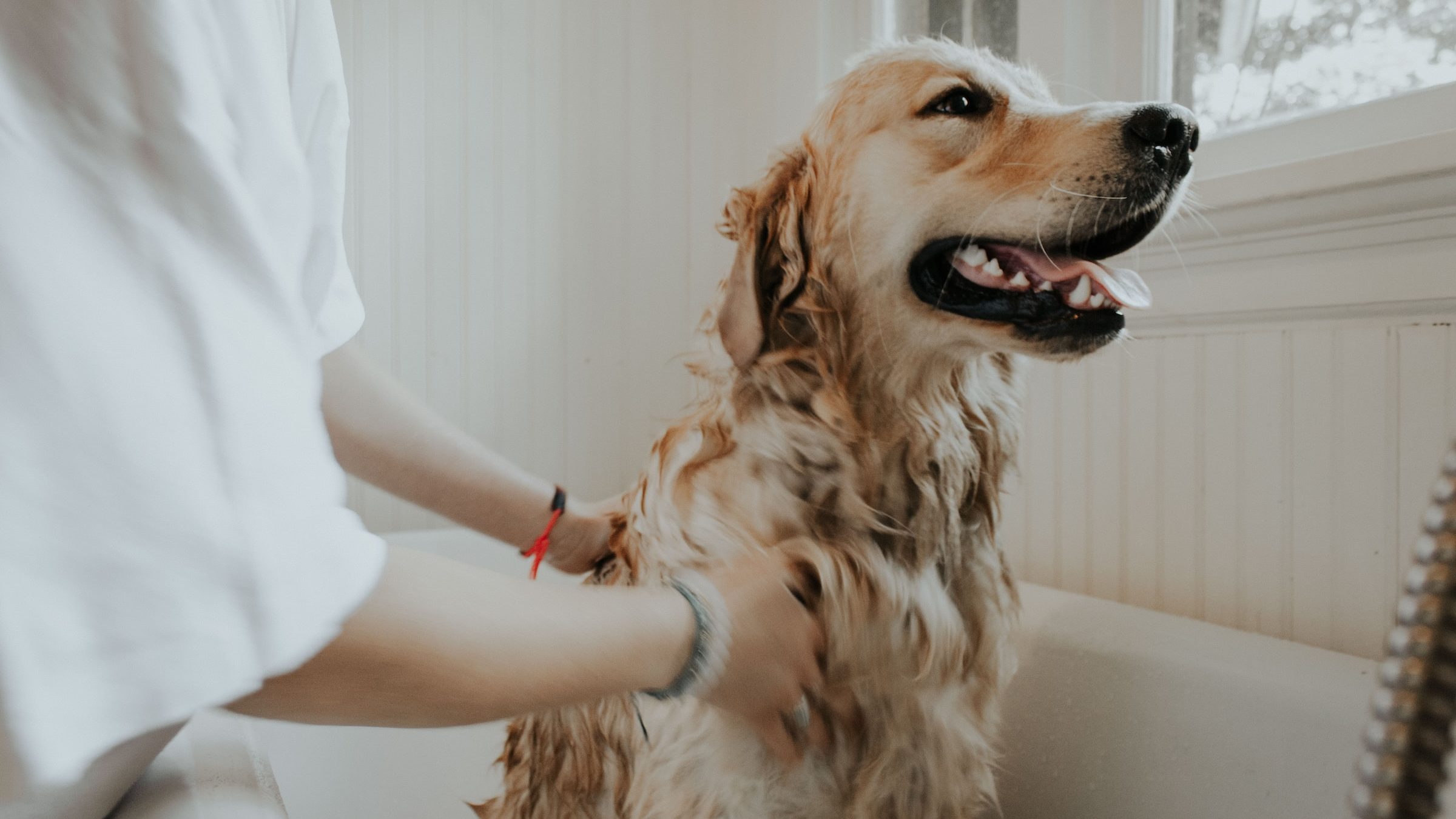 Dog taking a bath.