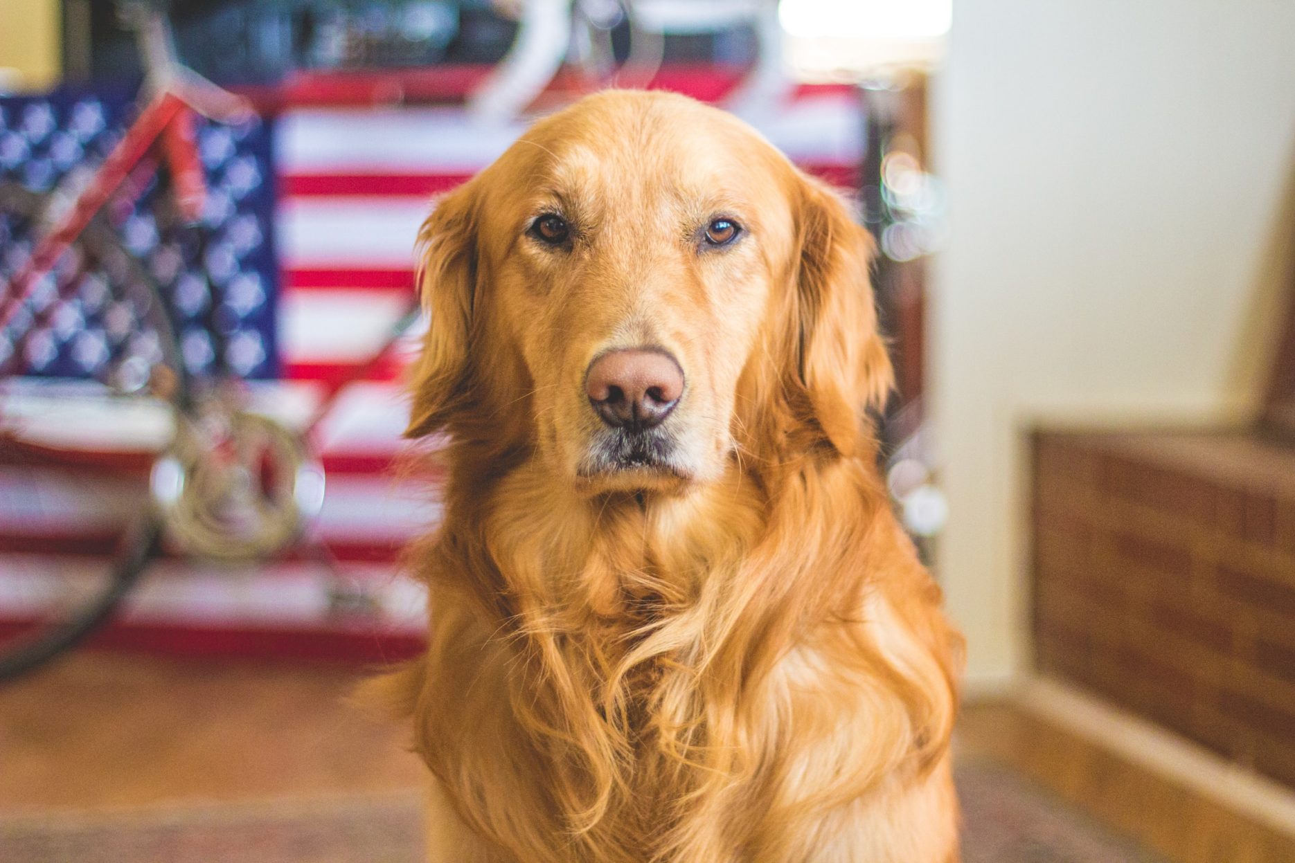 Dog with American flag